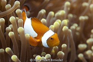 Clown anemonefish
Bunaken,Sulawesi,Indonesia, Bunaken Is... by Hans-Gert Broeder 
